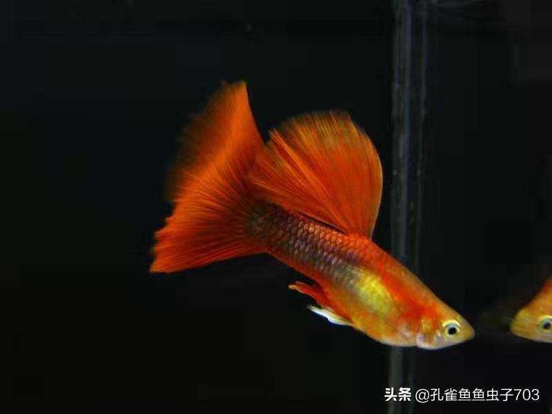 孔雀鱼都是怎么交配的？