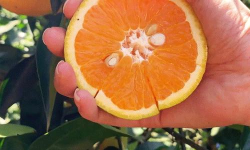 6月最该吃这5种营养水果,8月吃什么水果好吃又营养