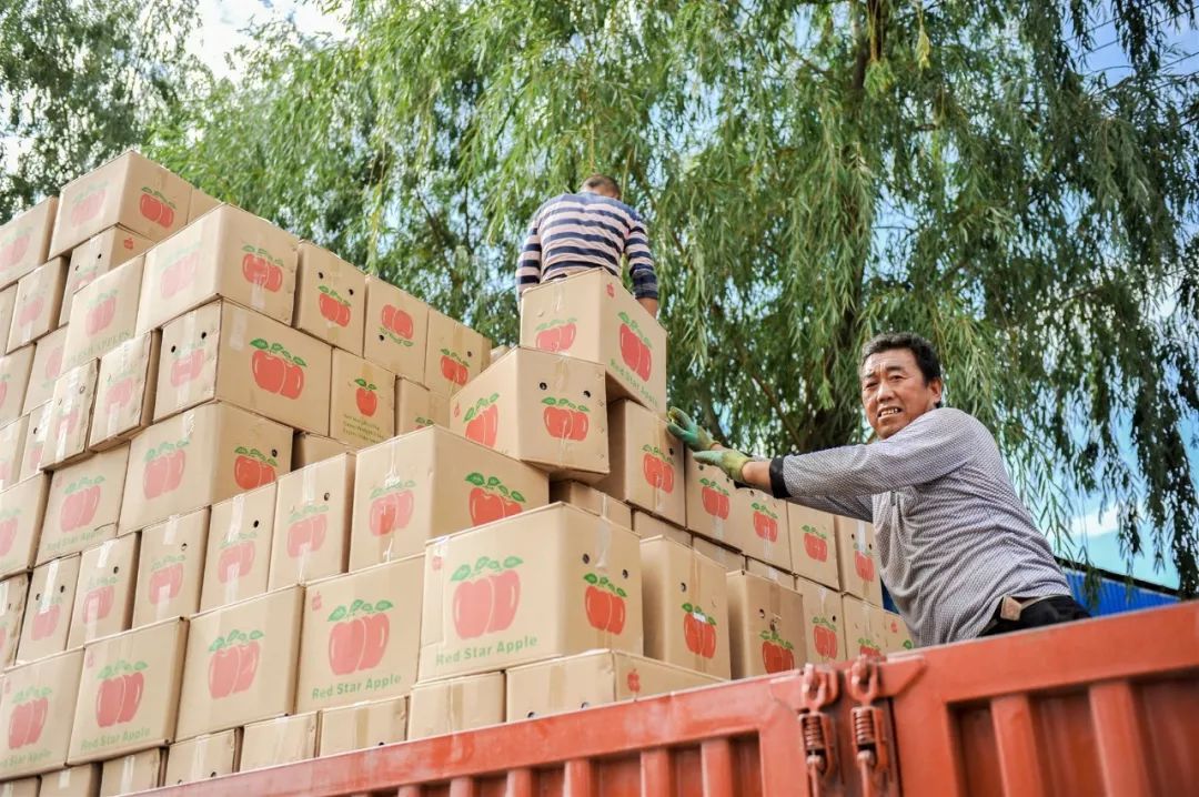 陇南市苹果代言,陇南礼县苹果代言