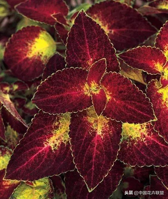 打翻了调色盘的花,打翻了调色盘的美景