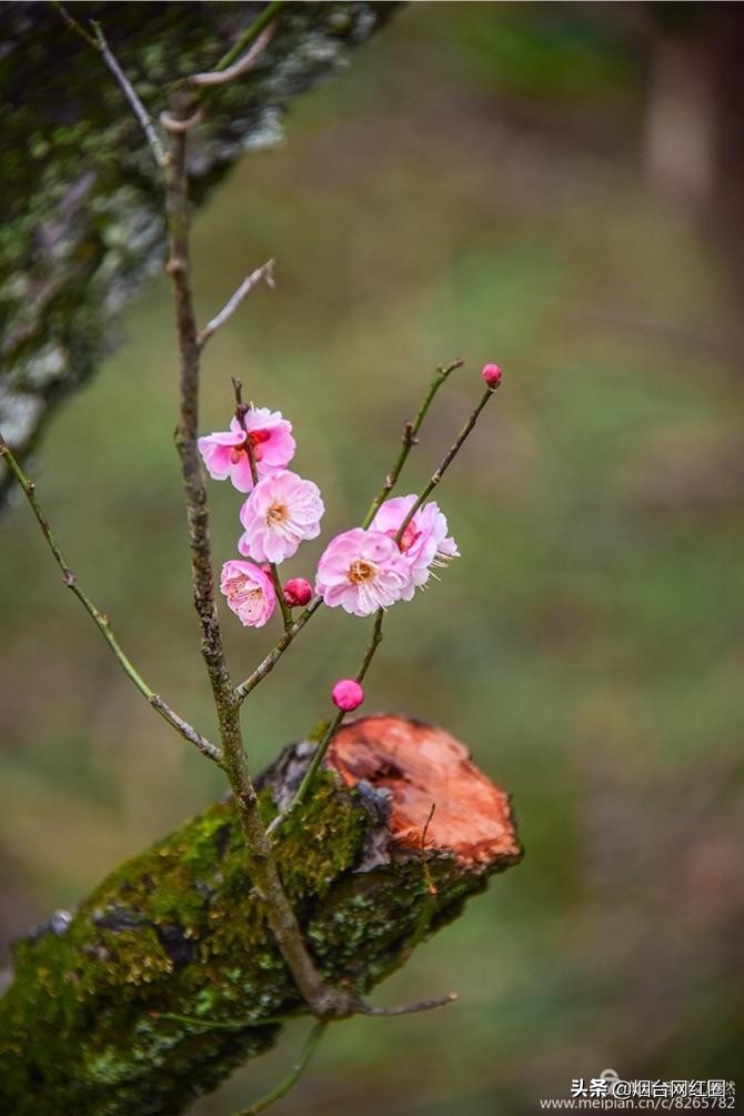 南京梅花山梅花开了吗,来南京梅花山赏梅花