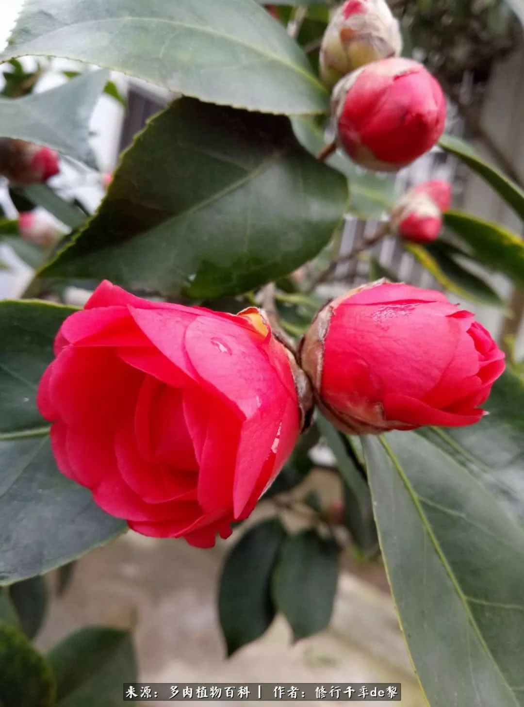 鱼和熊掌不可兼得自由和爱情,鱼和熊掌不可兼得胖和丑如影随形