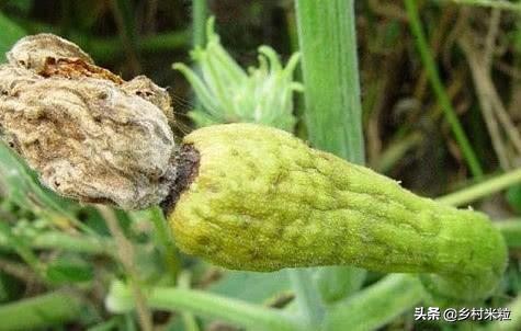 南瓜落花落果怎么防治,南瓜结果出现了化果落果怎么办