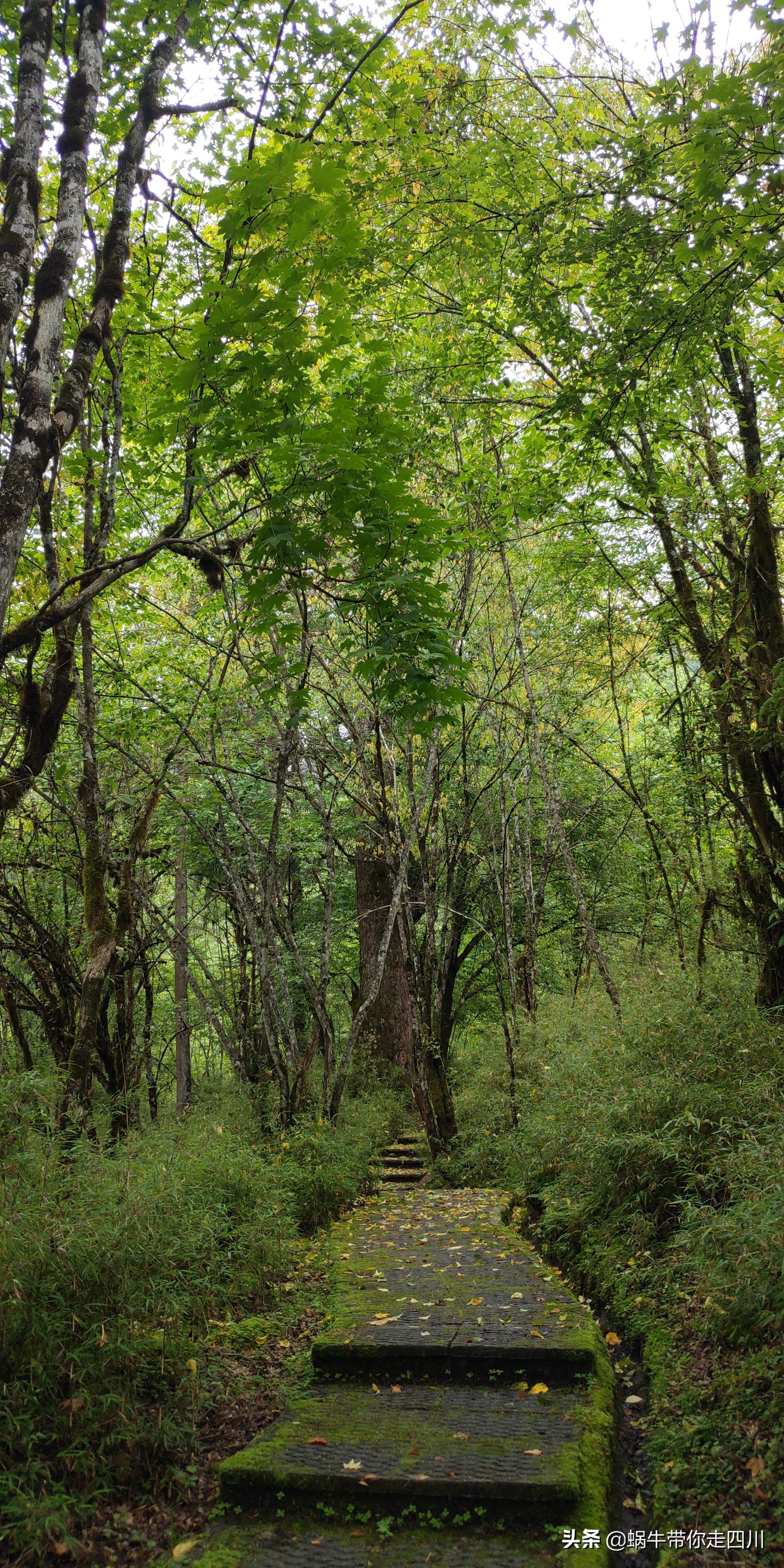 一家三口重庆到拉萨旅游攻略预算,一家三口成都去拉萨大概要多少钱