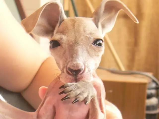 澳洲网红袋鼠去世,网红袋鼠离世