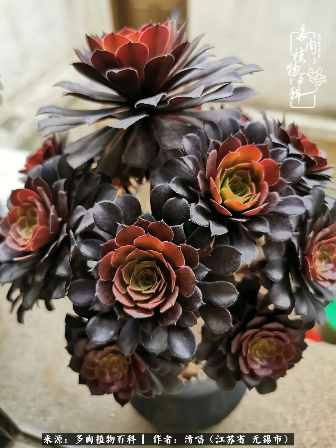 多肉植物百科好看又好养的多肉,喜欢多肉的朋友欢迎光临多肉园艺