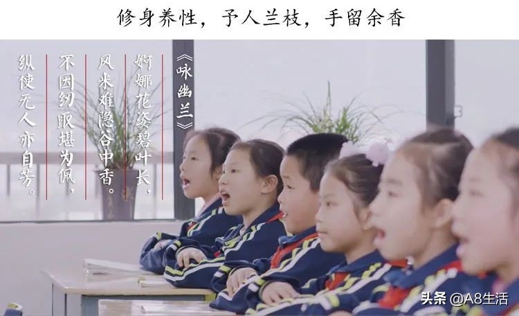 兰花蕙兰绝品传奇,每日一品茶叶