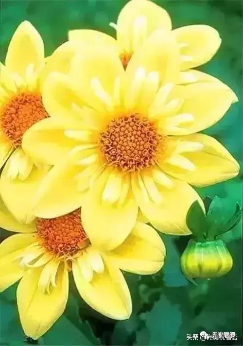 正月初九祝愿大家好运长长久久,正月初九最美好的祝福送给友友们