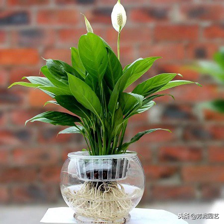 白掌冬季零下几度怎么养,白掌过冬时冻坏叶来年还能活么