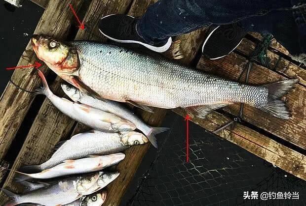 手竿钓翘嘴鱼方法与技巧,手竿翘嘴鱼怎么钓最好