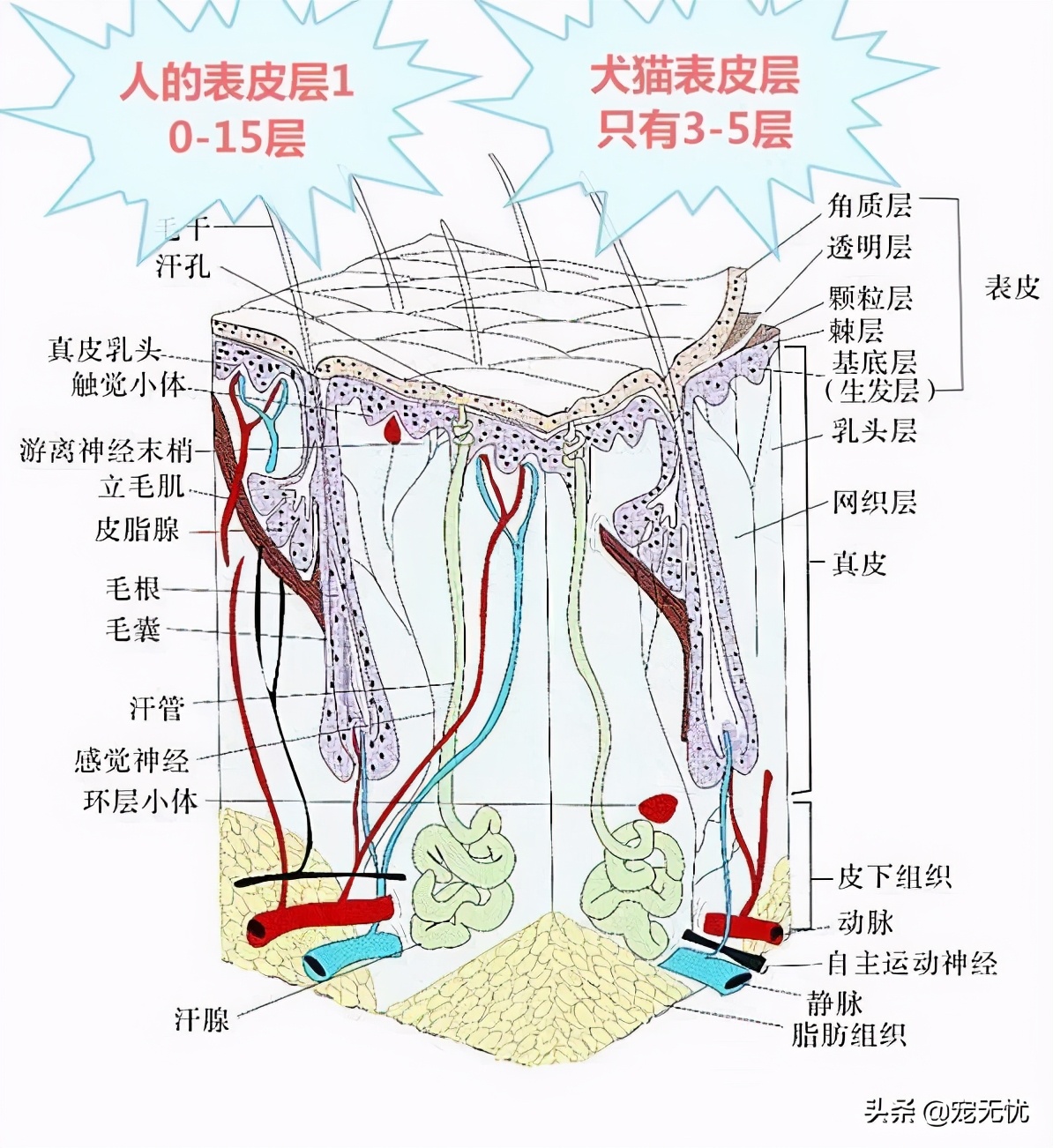猫咪感染猫癣？不要急，这篇文章全部给你解决