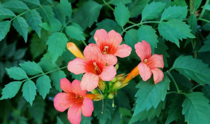 凌霄花种在楼顶应该注意什么,凌霄花的种植方法与注意事项