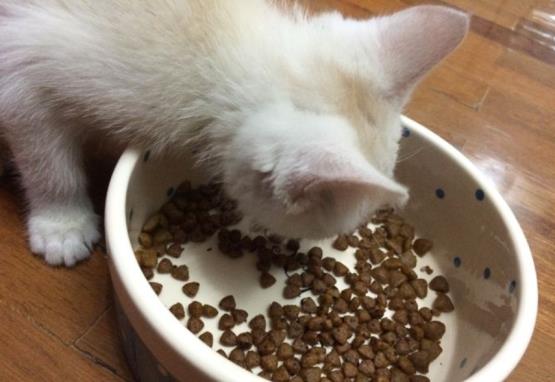 猫咪厌食的原因和解决方法,猫咪突然吃猫粮吃得很少怎么办