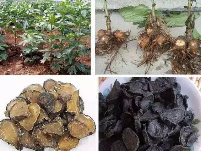 中药因炮制而升华,中药炮制会改变药性吗