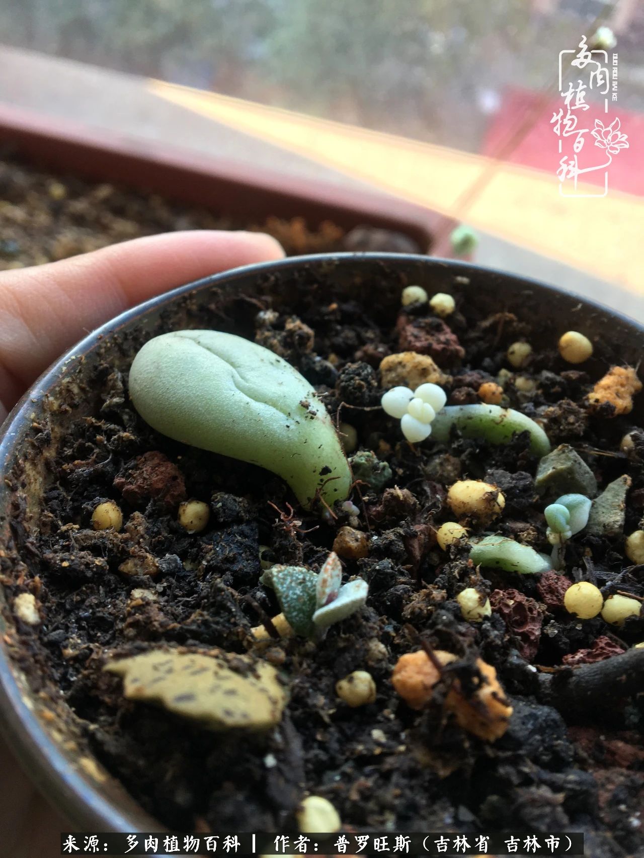 日日勤服侍，日日勤拂拭！服侍花儿，就是拂拭心灵