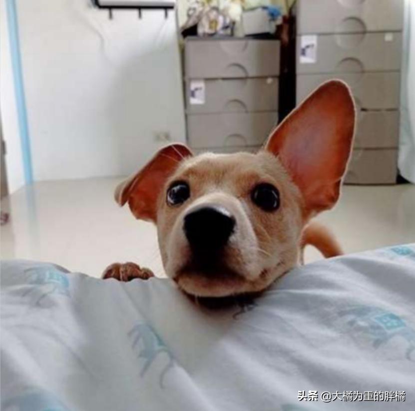 主人发现狗狗不见返回找它,主人假装看不见小狗名字