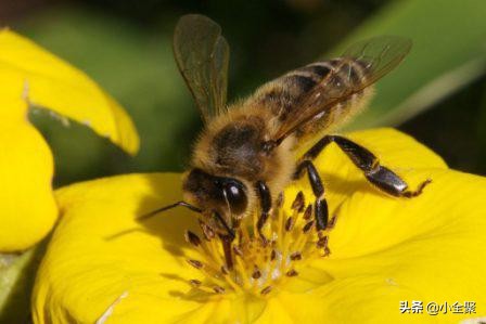 蜂蜜的化学式是什么,蜂蜜主要成分化学式