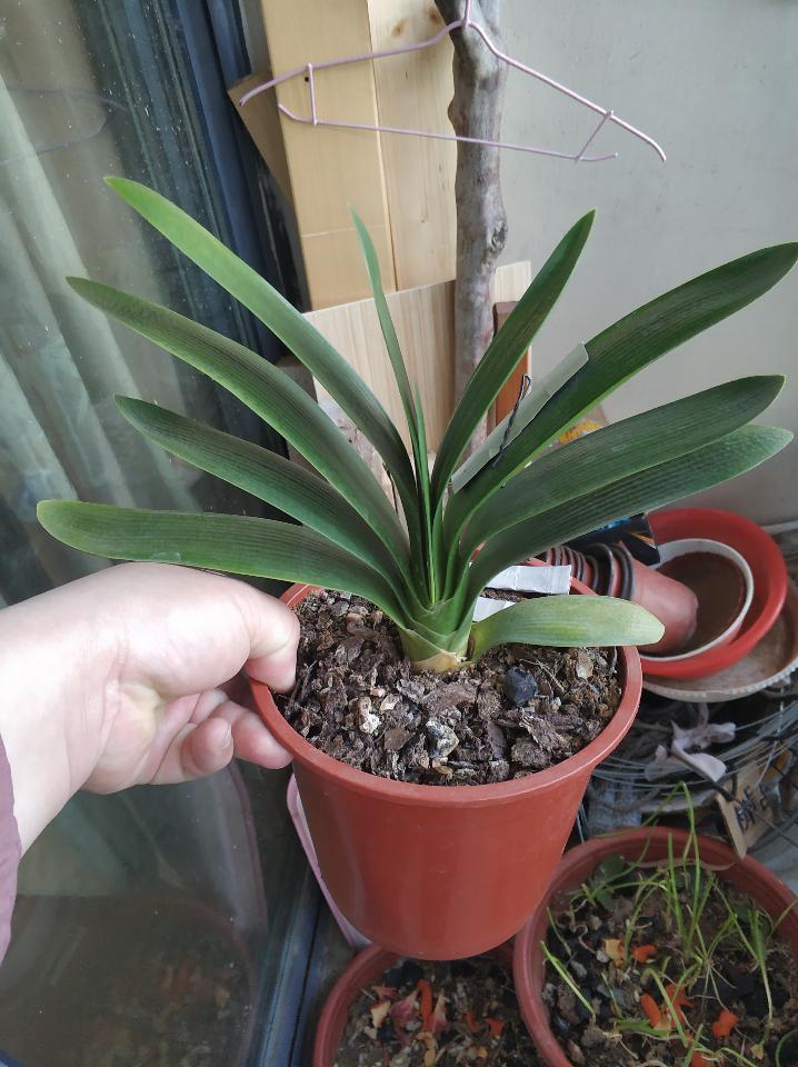 养君子兰二十年心得,养君子兰基本常识