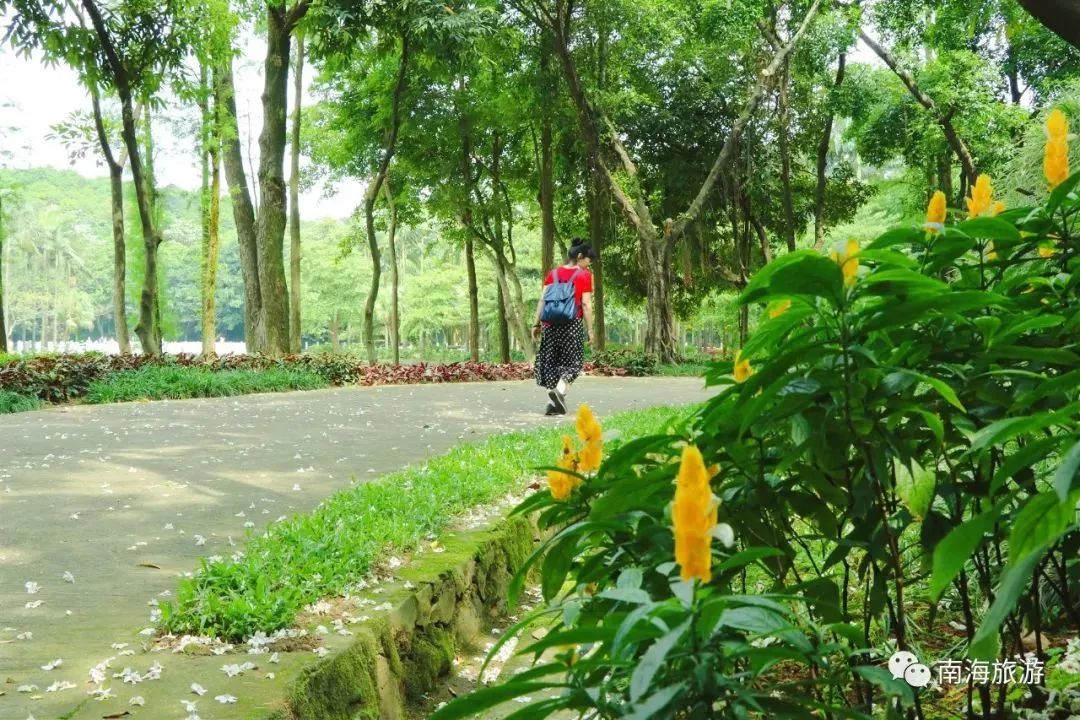 南海惊现“四月雪花”，漫山遍野桐油花开，美呆了！