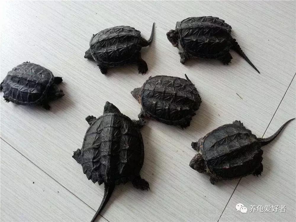 新到家的小招财龟不吃东西怎么办,新到家的龟泡电解多维应该泡多久