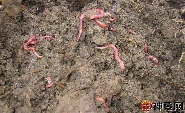 养龟要做好防病措施,怎样管理和养殖家庭龟