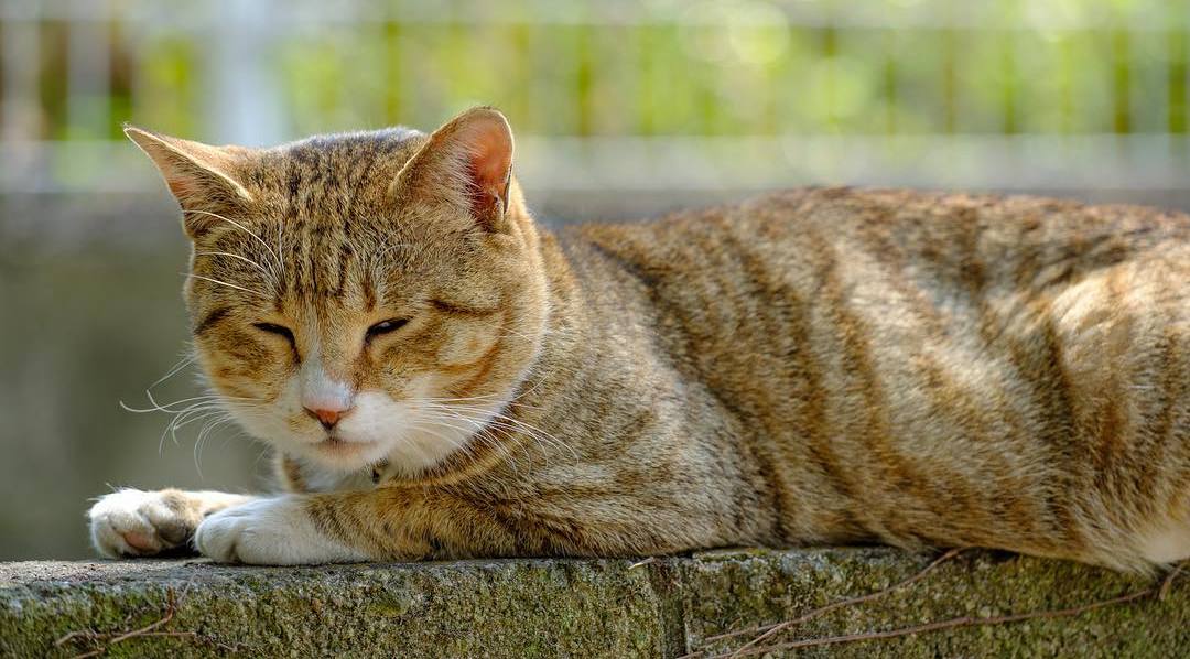 猫咪有三胎毛滴虫,猫咪滴虫拉稀怎么治疗最有效