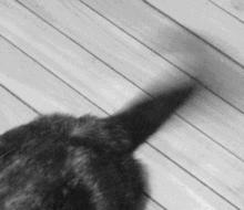 猫咪也会生气的视频,猫咪生气发怒哈气是怎么发出的