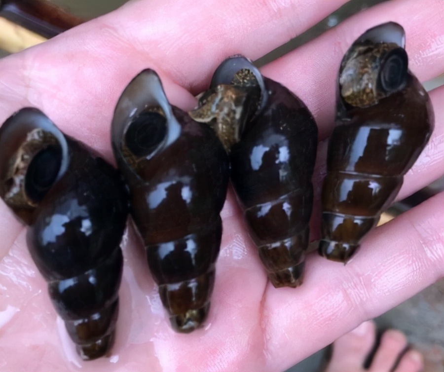 野生山坑螺捡回来要养着吐沙吗,山坑螺生存技巧