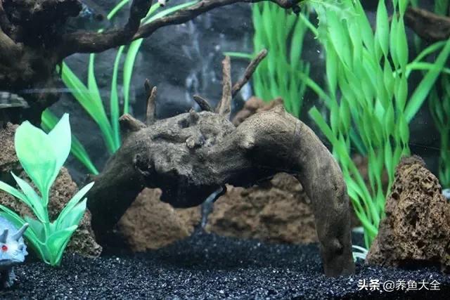 养鱼的鱼缸家里没有怎么办,养鱼没地方放鱼缸