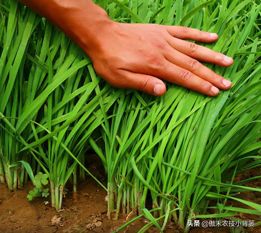 韭菜几天能出苗几月份种韭菜最好,韭菜移栽多久开始施肥