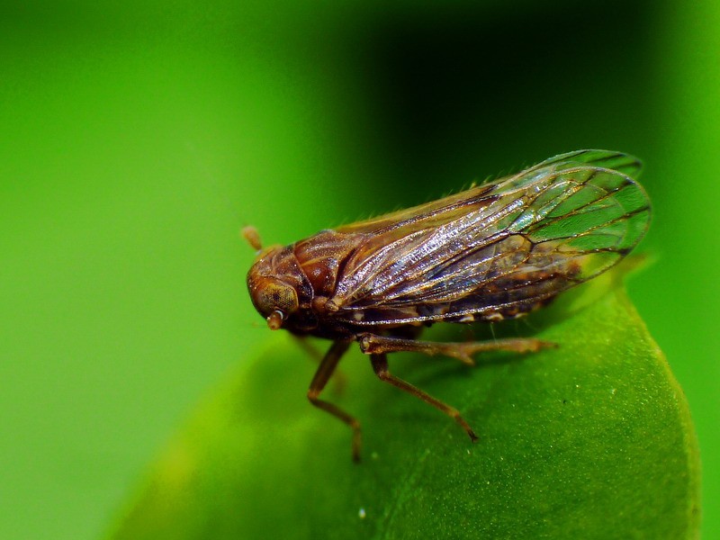 爆笑漫画式的述说，科普虫子的生命特性