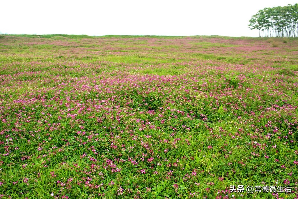常德丹洲大草原介绍,丹洲草原风景