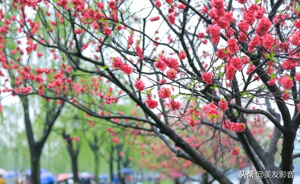 成语的误用类型有哪些,人民日报整理易错的四字成语