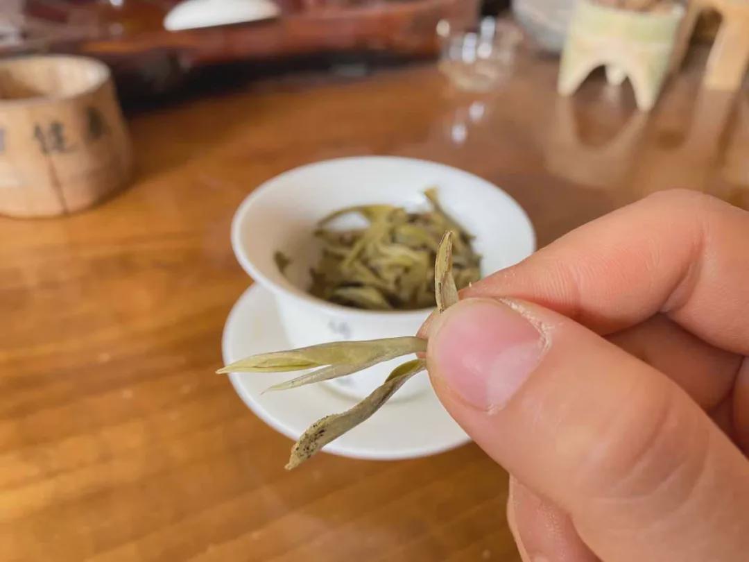 倚邦曼松古树茶,曼松贡茶和倚邦