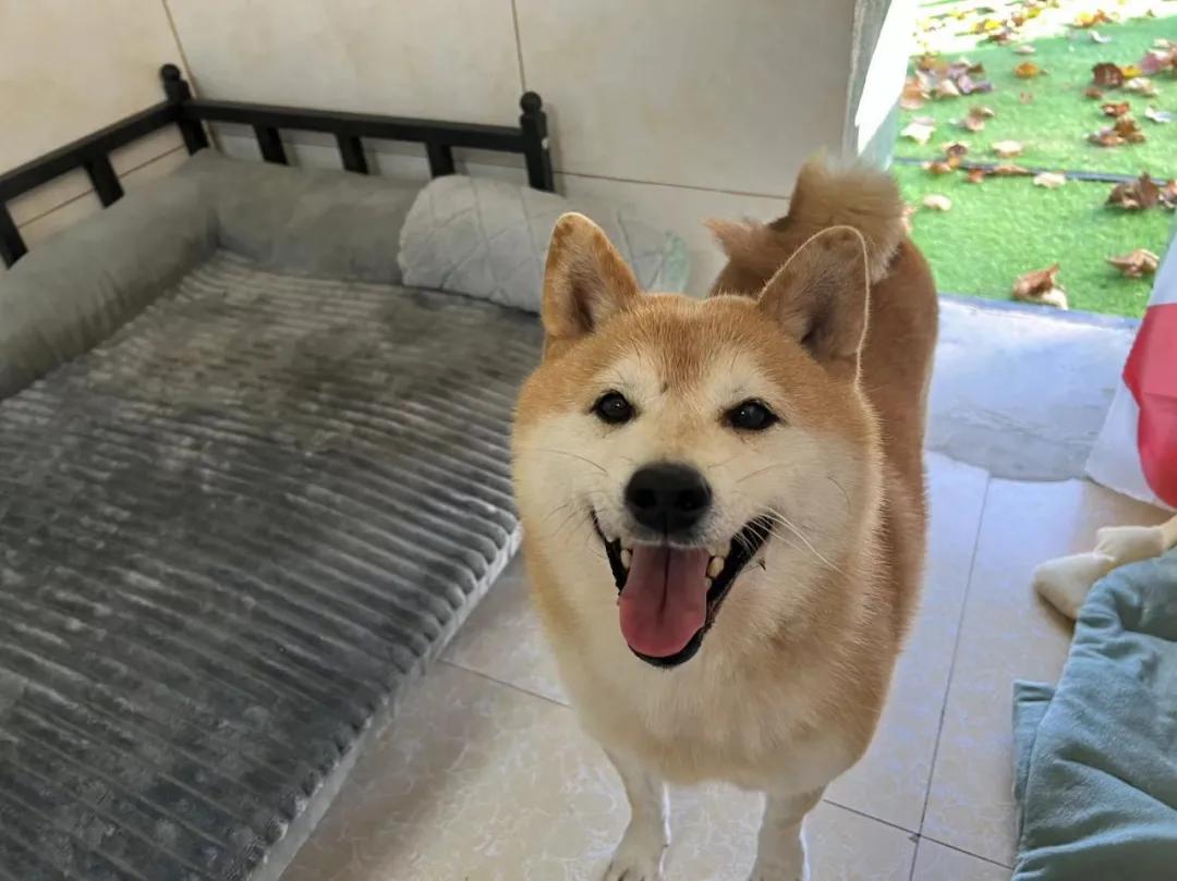 网红柴犬登登被拍卖的方式曝光,柴犬登登被拍卖了吗