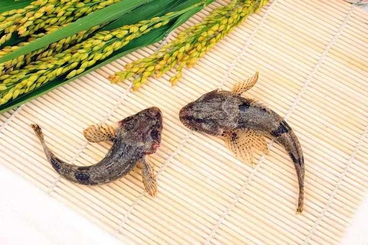 名贵的六种鱼你吃过几种,20种名贵海鱼