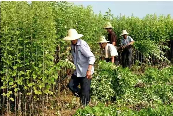 什么时候割艾草最佳 (什么时候割艾草最好呢)