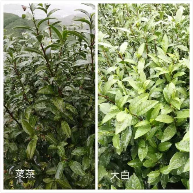 贡眉白茶和福鼎大毫茶口感,老白茶贡眉知识点