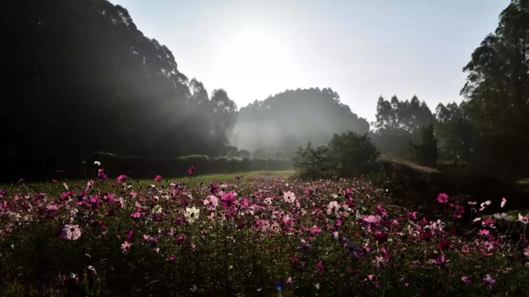 乐山市生态文明,庆祝新中国成立70周年特辑宣讲