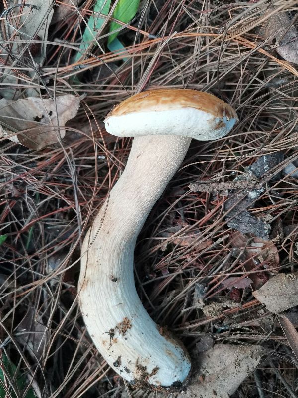 捡蘑菇云南常见野生菌,云南野干蘑菇