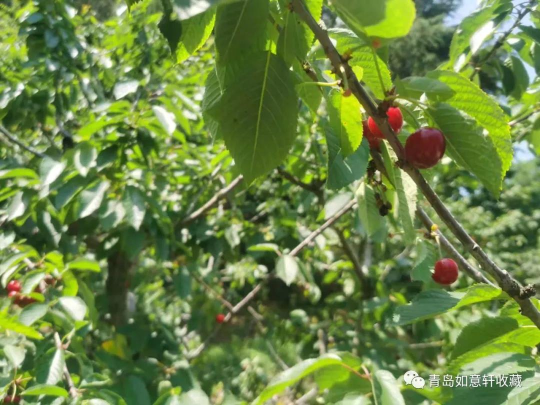 巨峰山泉在哪里,青岛崂山甘露山泉