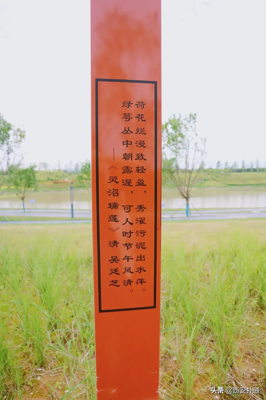 西安大草坪公园推荐,西安有大草坪的公园