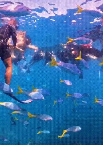 潜水圣地推荐帕劳,帕劳潜水旅游攻略