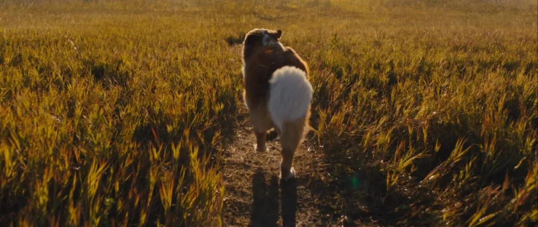 暖心治愈萌宠电影,萌宠电影超感人