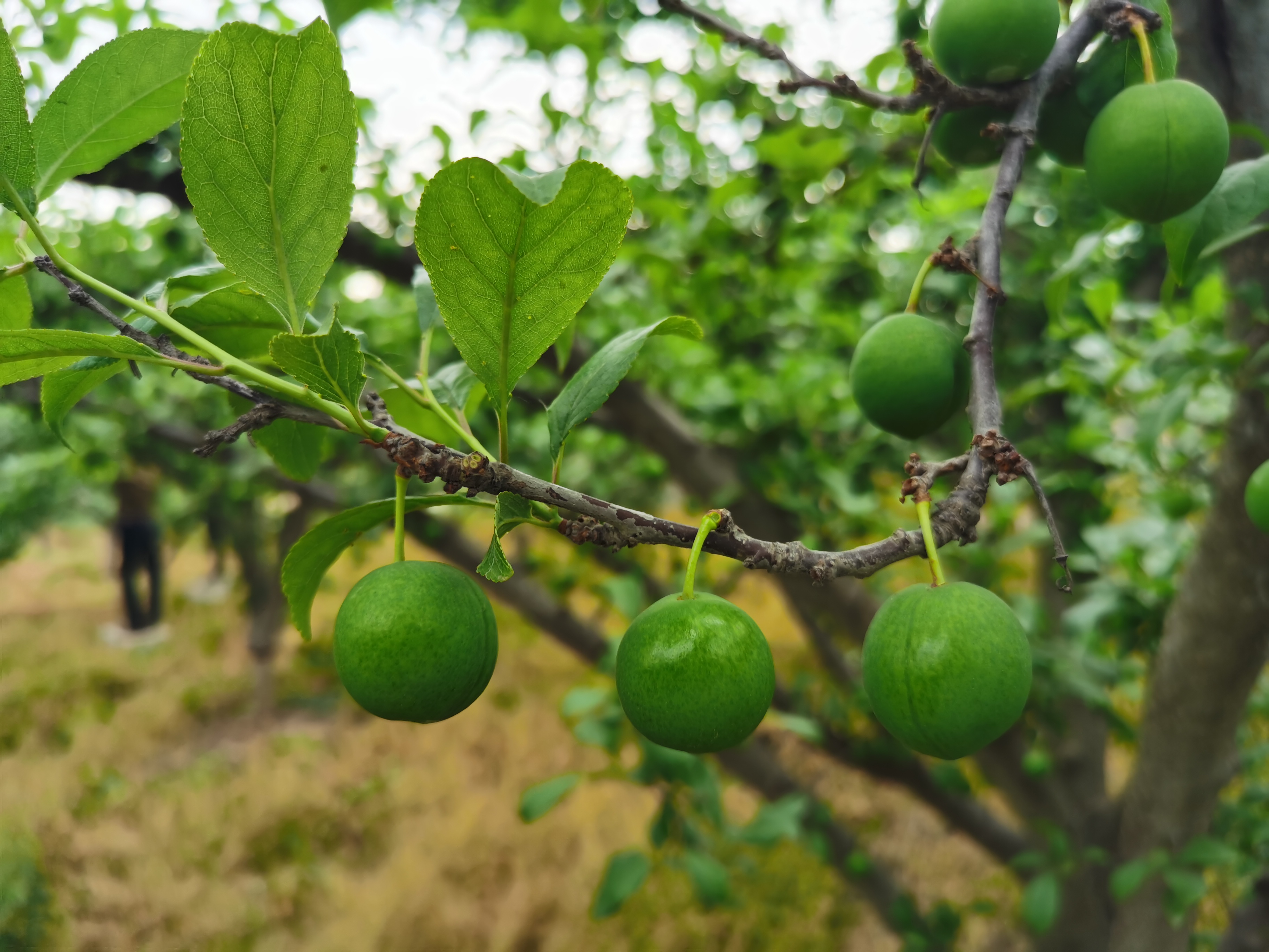 李子树上有干花是什么原因,李子树上挂瓶子