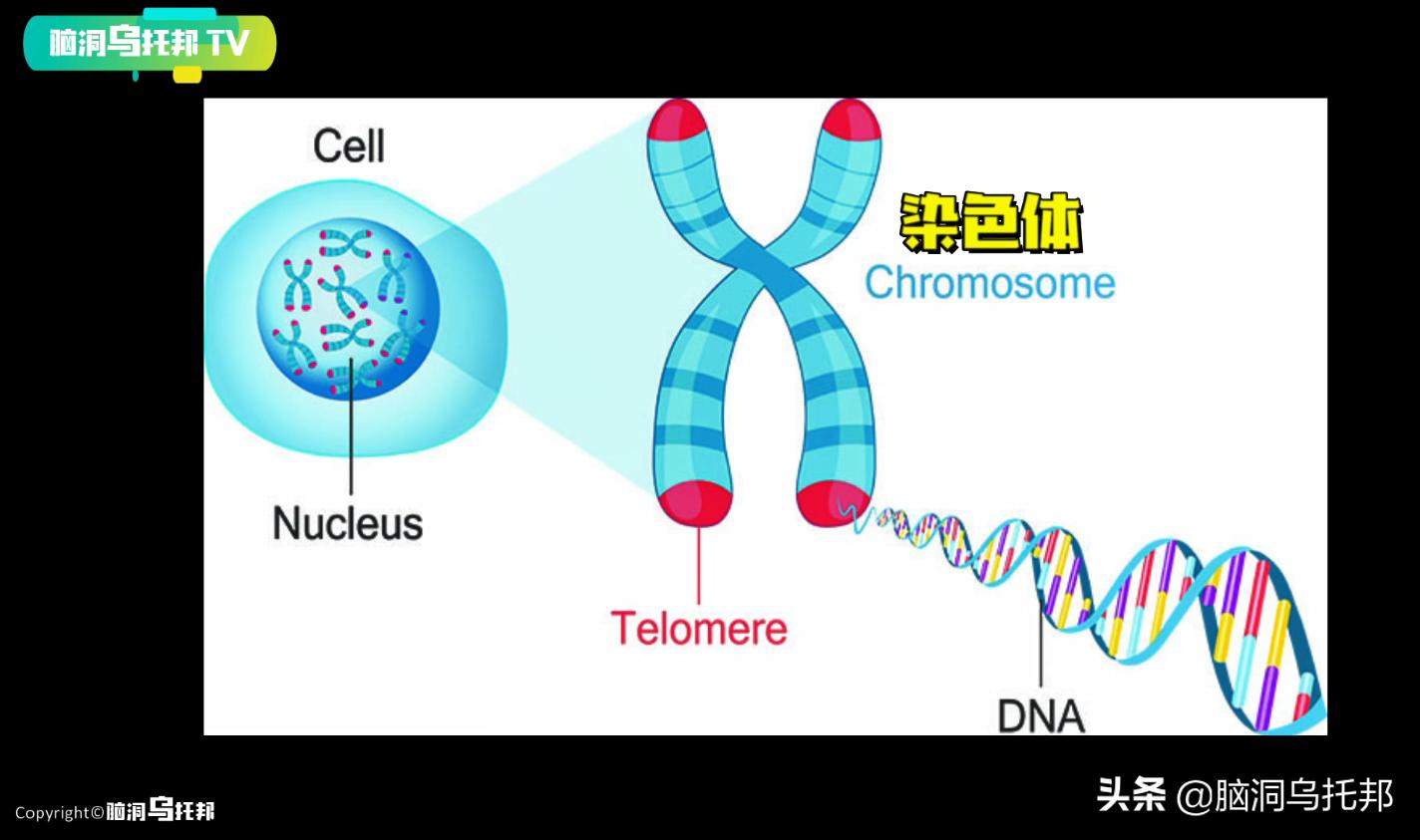遭到核辐射被抢救的日本人,遭核辐射后强行救治83天