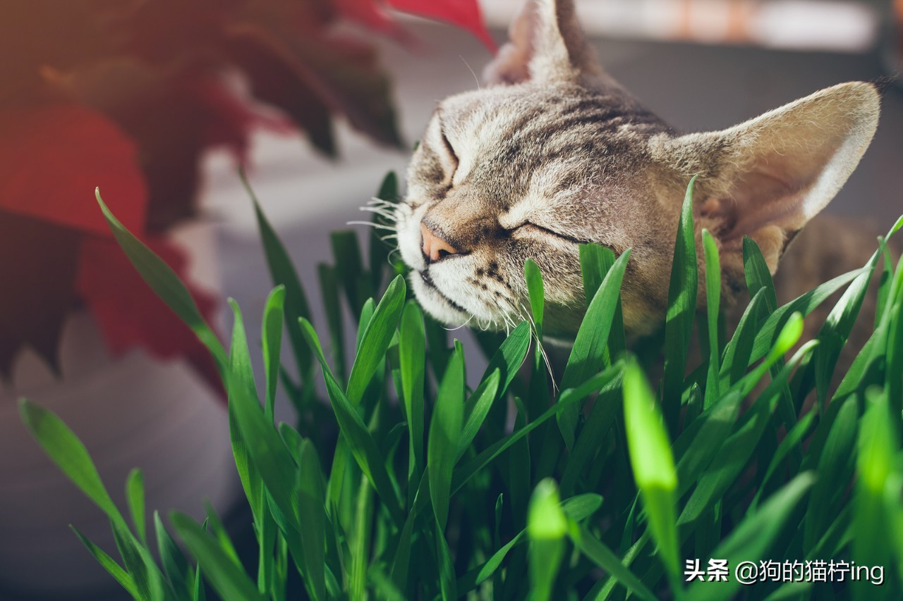 猫猫拉完便便脚很臭,猫猫拉粑粑巨臭怎么办