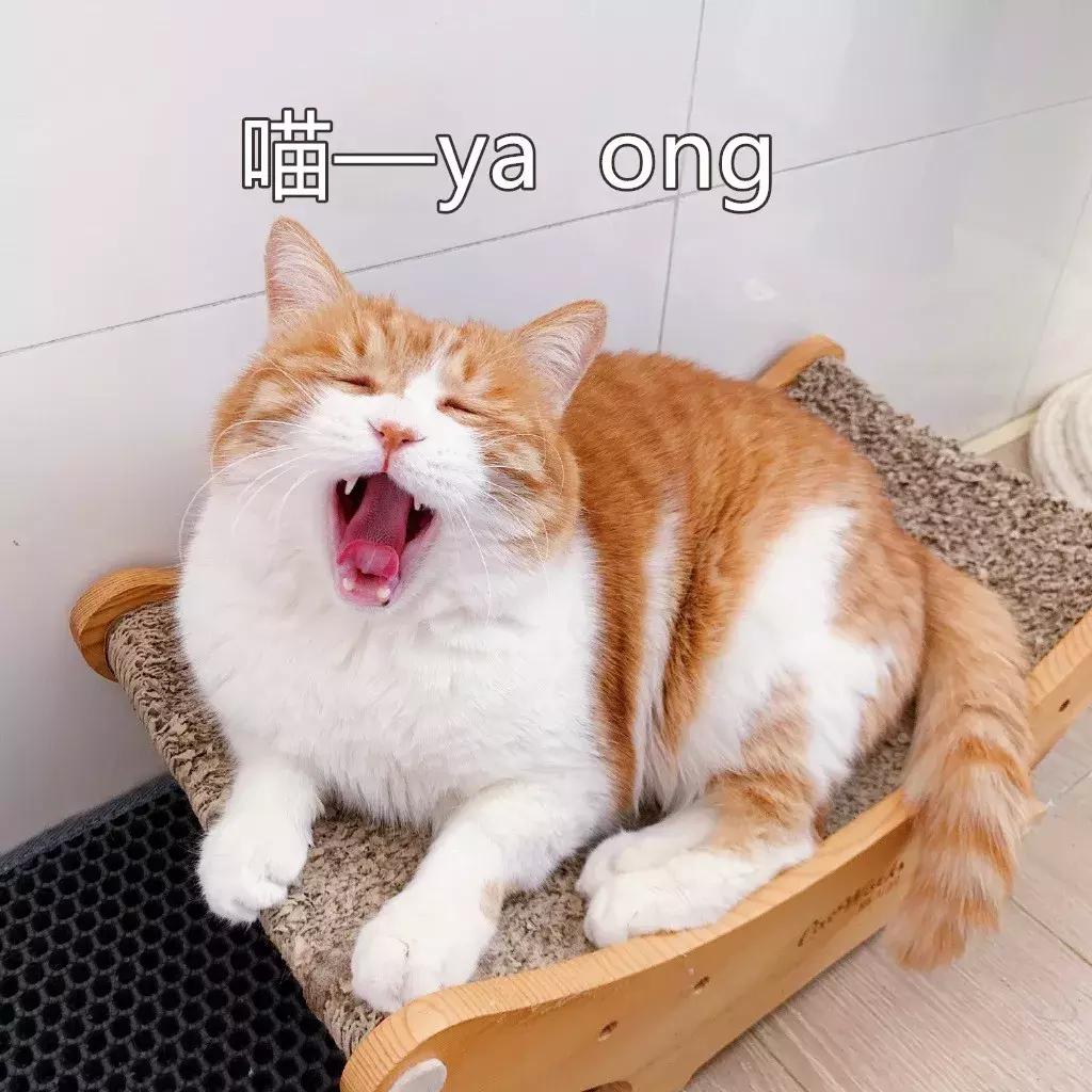 本国的猫可以听懂外国的猫叫吗 (中国的猫听得懂外国猫的叫声吗)