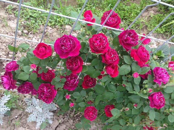 庭院小型藤本月季推荐,适合阴面阳台的3款藤本月季