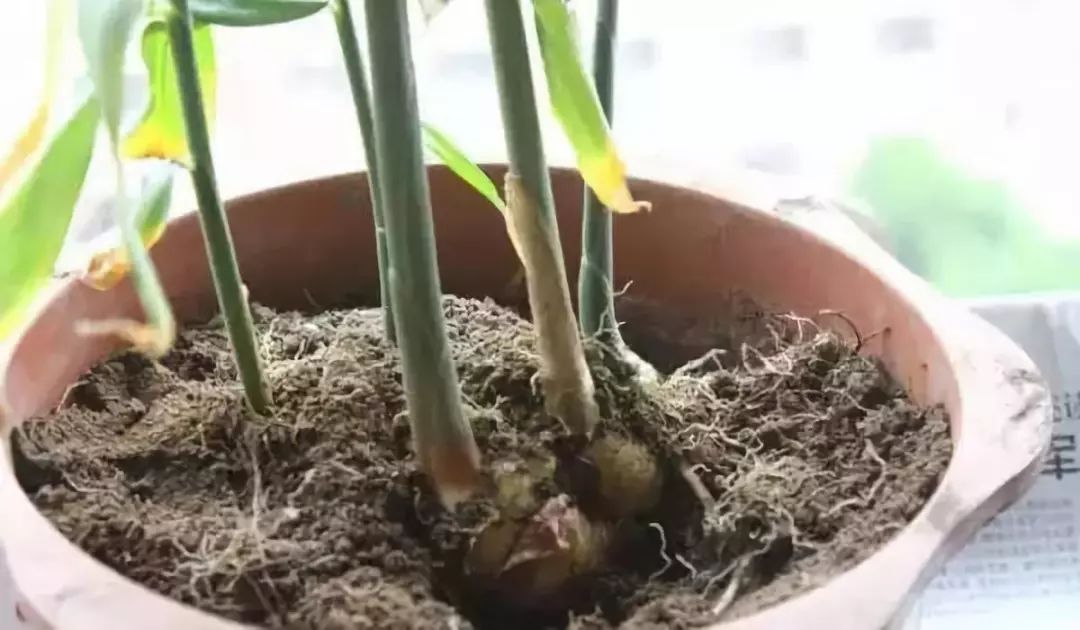 生姜的盆栽种植方法和时间,盆栽生姜的种植方法和时间